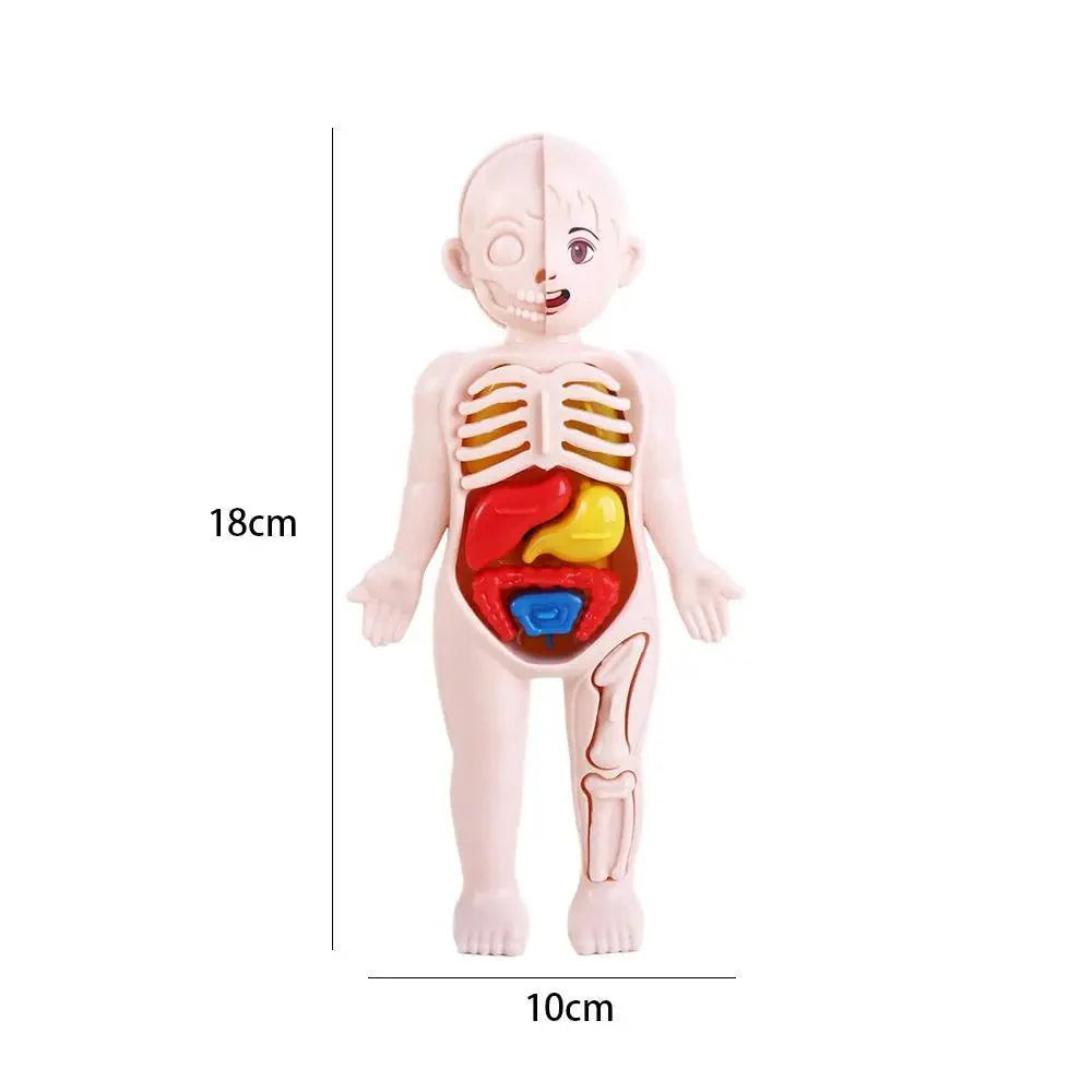 DIY Assembly 3D Puzzle Human Body Anatomy