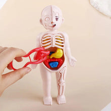 DIY Assembly 3D Puzzle Human Body Anatomy