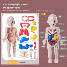 DIY Assembly 3D Puzzle Human Body Anatomy