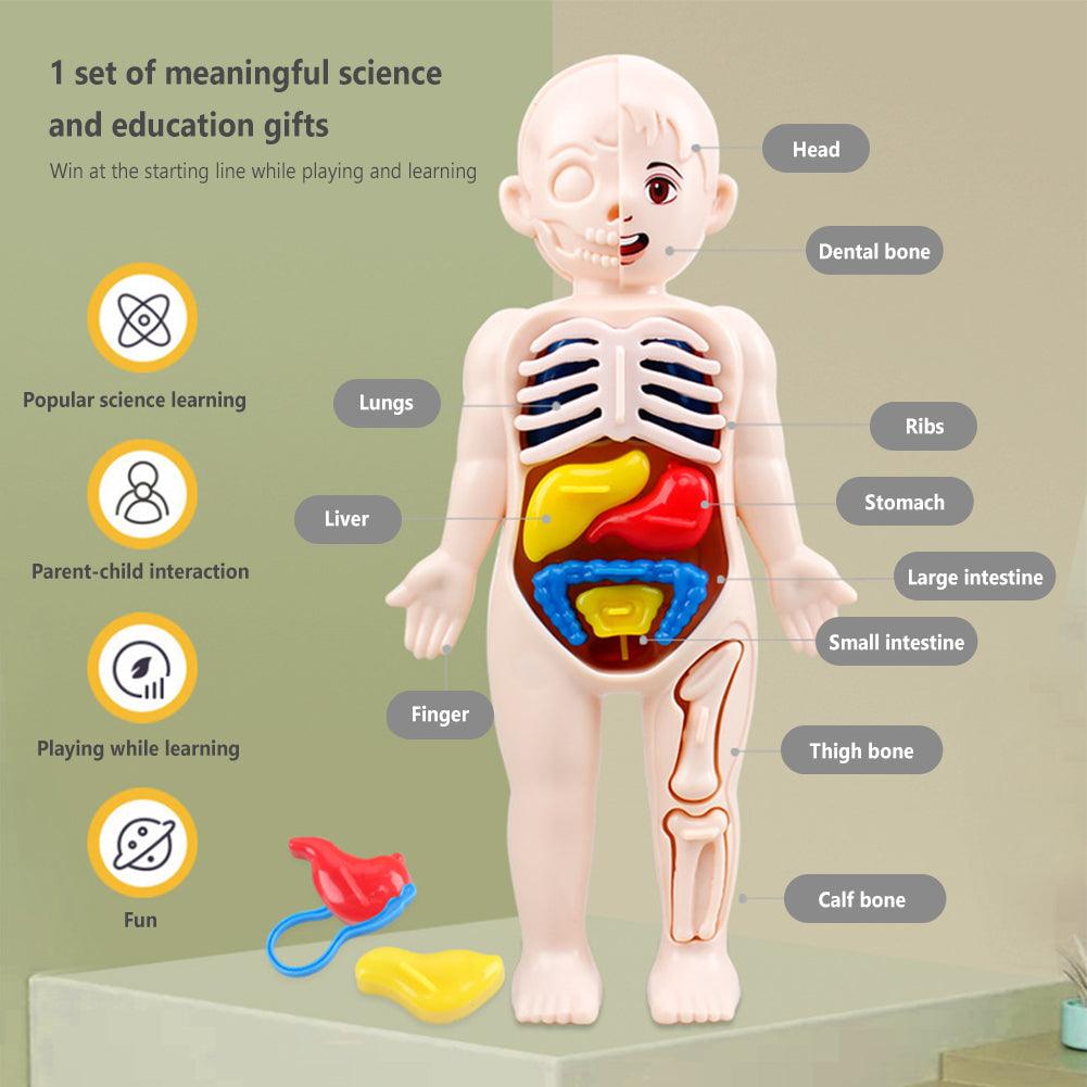 DIY Assembly 3D Puzzle Human Body Anatomy